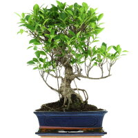 Ficus, Fig tree, Bonsai, 12 years, 51cm