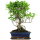 Ficus, Bonsai, 12 letnie, 51cm