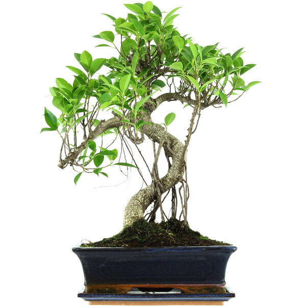 Ficus, Fig tree, Bonsai, 12 years, 52cm