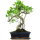 Fico, Ficus, Bonsai, 12 anni, 52cm