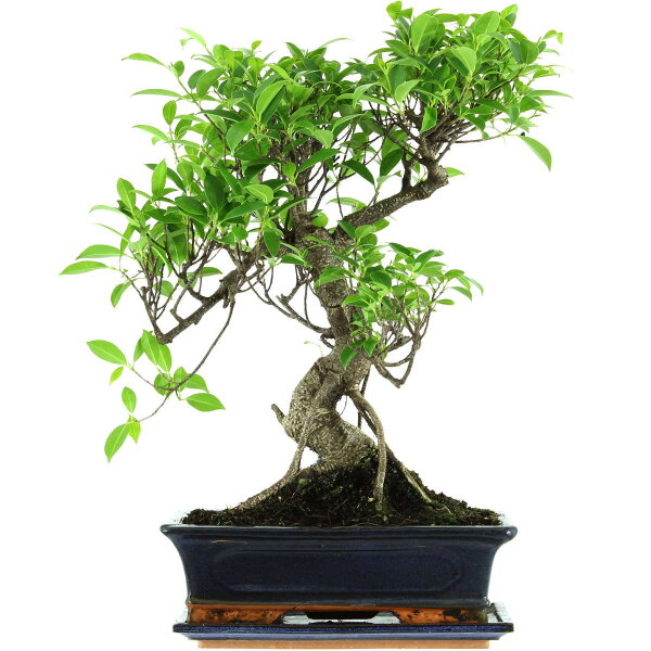 Ficus, Bonsai, 12 ans, 50cm