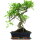 Ficus, Fig tree, Bonsai, 12 years, 50cm