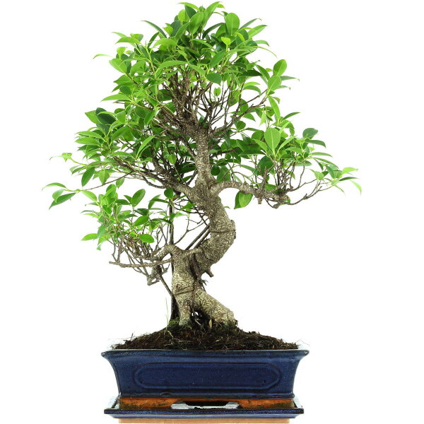 Ficus, Fig tree, Bonsai, 12 years, 55cm