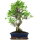 Fico, Ficus, Bonsai, 12 anni, 55cm