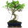 Ficus, Bonsai, 12 letnie, 50cm