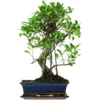 Ficus, Bonsai, 12 ans, 54cm