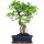 Fico, Ficus, Bonsai, 12 anni, 53cm