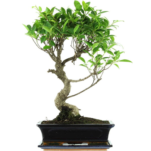 Ficus, Fig tree, Bonsai, 12 years, 53cm