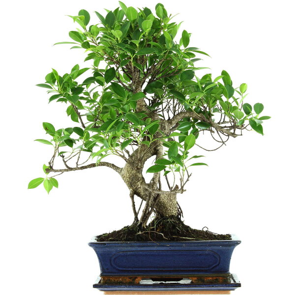 Banyanfeige, Bonsai, 12 Jahre, 52cm