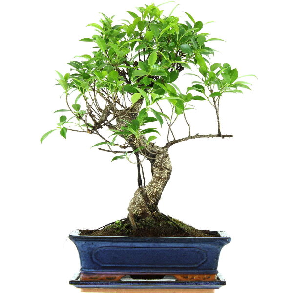 Ficus, Fig tree, Bonsai, 12 years, 53cm