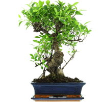 Ficus, Fig tree, Bonsai, 12 years, 51cm