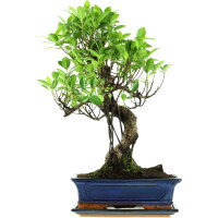 Banyanfeige, Bonsai, 12 Jahre, 54cm