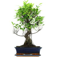 Ficus, Bonsai, 12 ans, 58cm