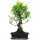 Ficus, Fig tree, Bonsai, 12 years, 58cm