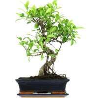 Ficus, Fig tree, Bonsai, 12 years, 51cm