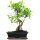 Ficus, Bonsai, 12 letnie, 51cm