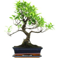 Ficus, Higuera de Banyan, Bonsai, 12 años, 54cm