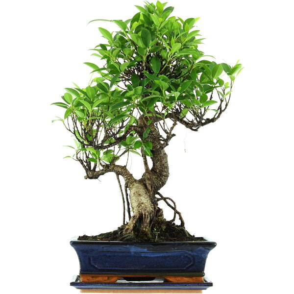 Fico, Ficus, Bonsai, 12 anni, 56cm