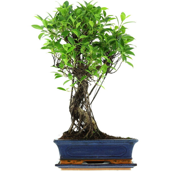 Ficus, Bonsai, 12 letnie, 59cm