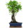 Fico, Ficus, Bonsai, 12 anni, 59cm