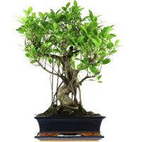 Ficus, Bonsai, 12 letnie, 56cm