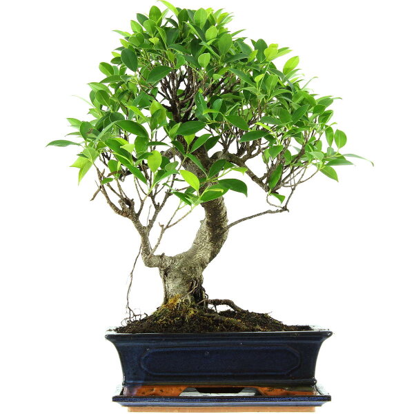 Ficus, Higuera de Banyan, Bonsai, 12 años, 50cm