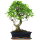 Ficus, Bonsai, 12 letnie, 50cm