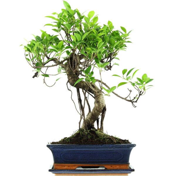 Ficus, Fig tree, Bonsai, 12 years, 55cm