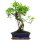 Fico, Ficus, Bonsai, 12 anni, 55cm