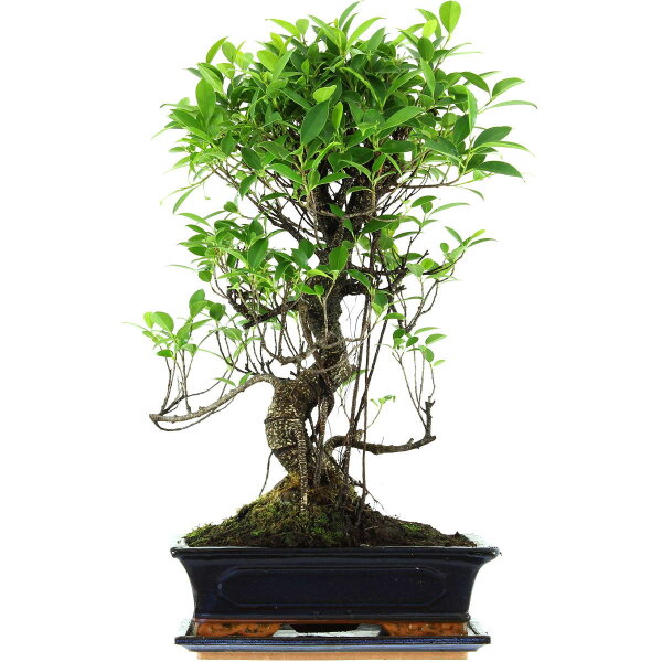 Banyanfeige, Bonsai, 12 Jahre, 58cm