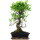 Ficus, Fig tree, Bonsai, 12 years, 58cm