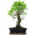 Ficus, Fig tree, Bonsai, 12 years, 52cm