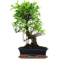 Banyanfeige, Bonsai, 12 Jahre, 53cm