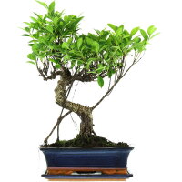 Fico, Ficus, Bonsai, 12 anni, 54cm