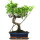 Fico, Ficus, Bonsai, 12 anni, 54cm