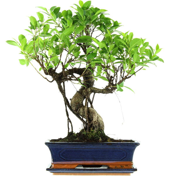 Ficus, Bonsai, 12 letnie, 54cm