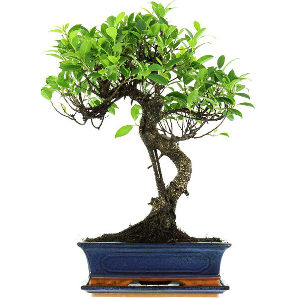 Banyanfeige, Bonsai, 12 Jahre, 54cm