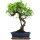 Fico, Ficus, Bonsai, 12 anni, 54cm