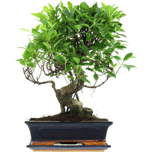 Fico, Ficus, Bonsai, 12 anni, 50cm