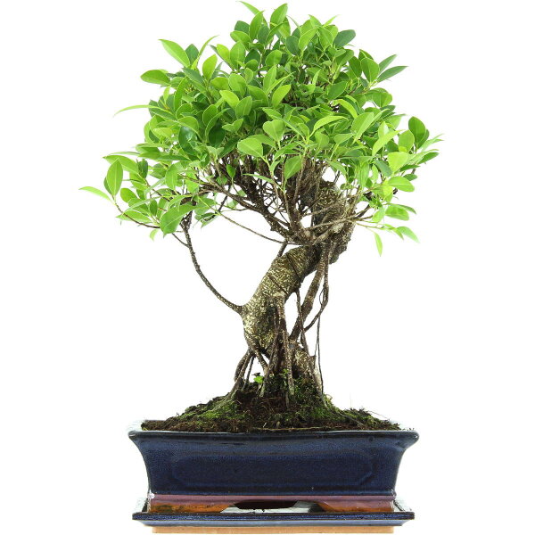 Ficus, Bonsai, 12 ans, 51cm