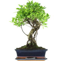 Ficus, Fig tree, Bonsai, 12 years, 51cm