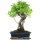 Fico, Ficus, Bonsai, 12 anni, 51cm