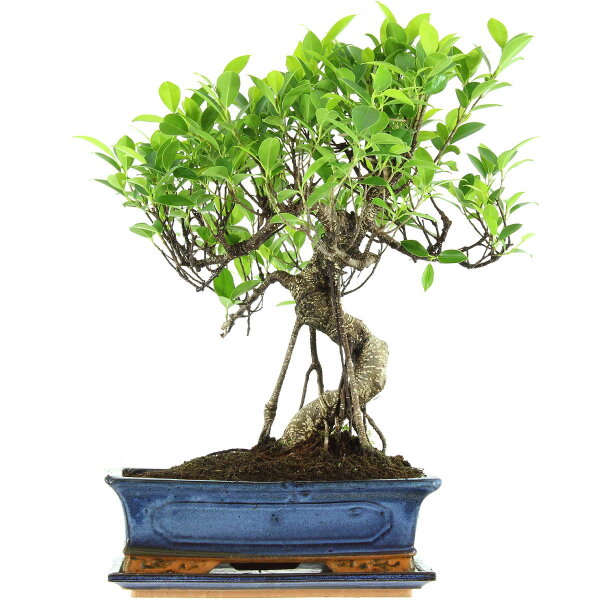 Fico, Ficus, Bonsai, 12 anni, 49cm