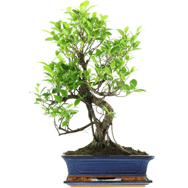 Ficus, Bonsai, 12 letnie, 57cm