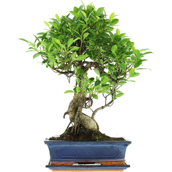 Ficus, Higuera de Banyan, Bonsai, 12 años, 56cm