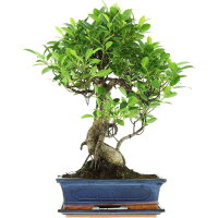 Ficus, Fig tree, Bonsai, 12 years, 56cm