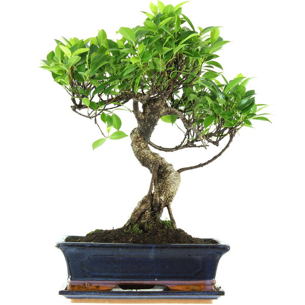 Fico, Ficus, Bonsai, 12 anni, 49cm