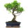 Ficus, Bonsai, 12 ans, 49cm