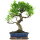 Ficus, Fig tree, Bonsai, 12 years, 54cm