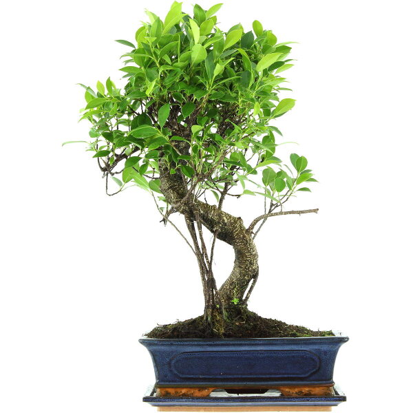 Ficus, Higuera de Banyan, Bonsai, 12 años, 53cm